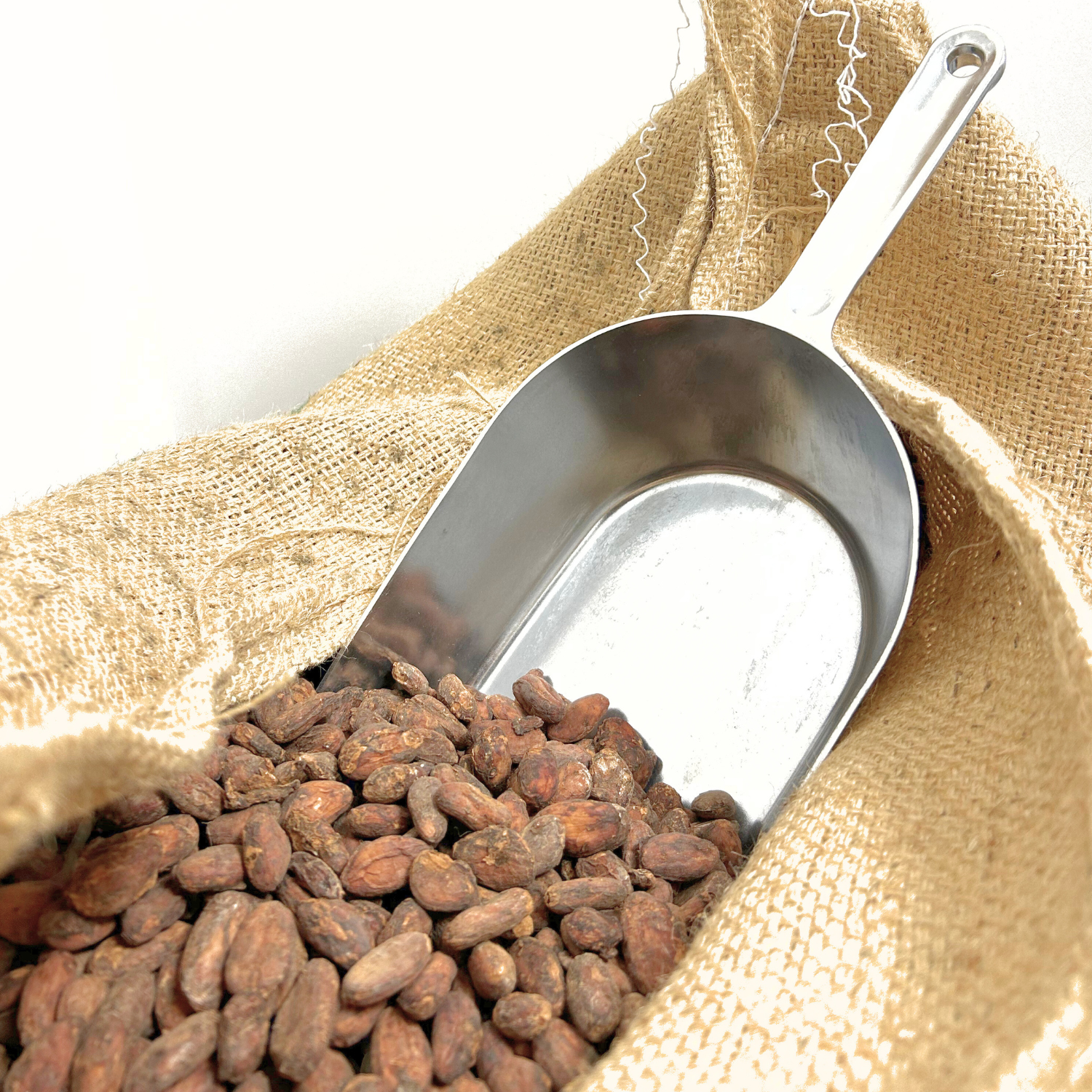 Fèves de cacao d’exception sélectionnées pour le chocolat artisanal Erba Nera en Corse.